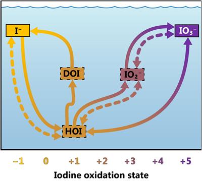 Speciation and cycling of iodine in the subtropical North Pacific Ocean